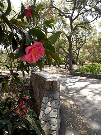 Camellia Walkway