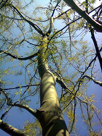 Paloverde Tree