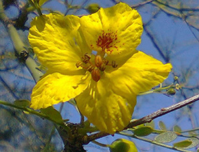 Paloverde Flower