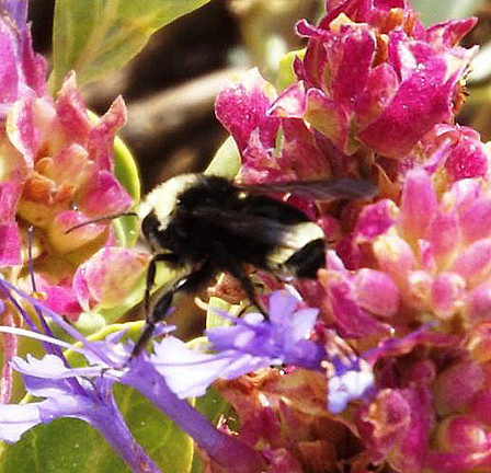 Bumblebee2