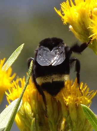 Bumblebee1